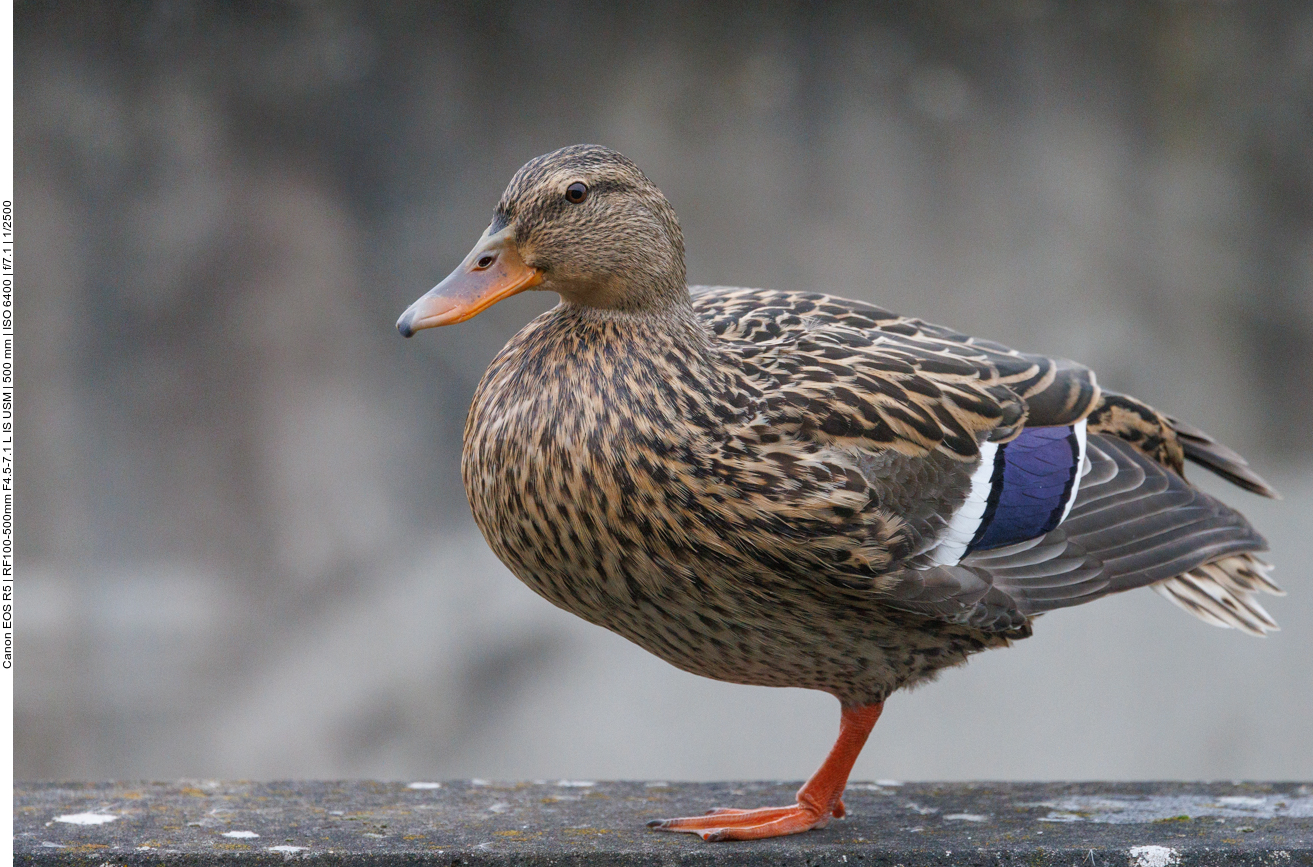 Stockente