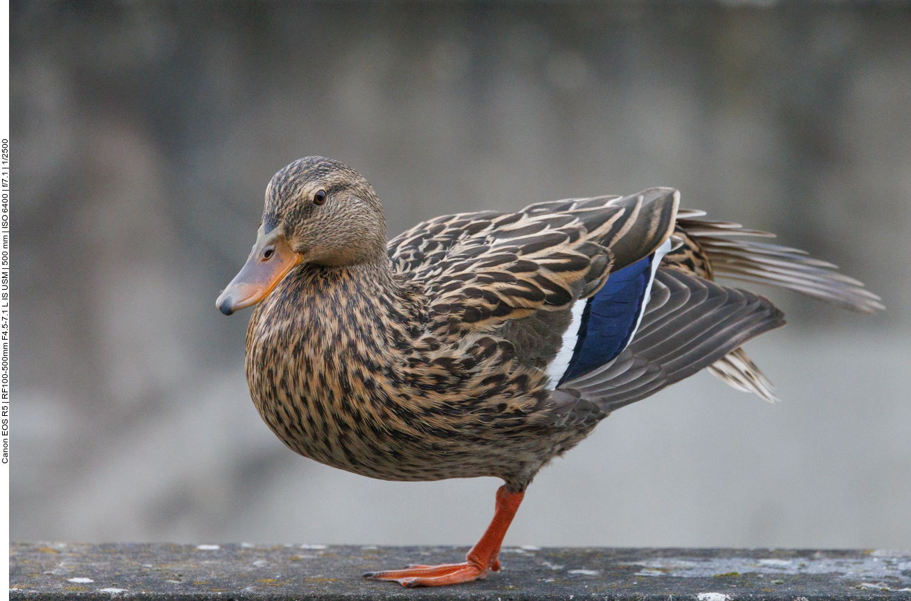 Stockente