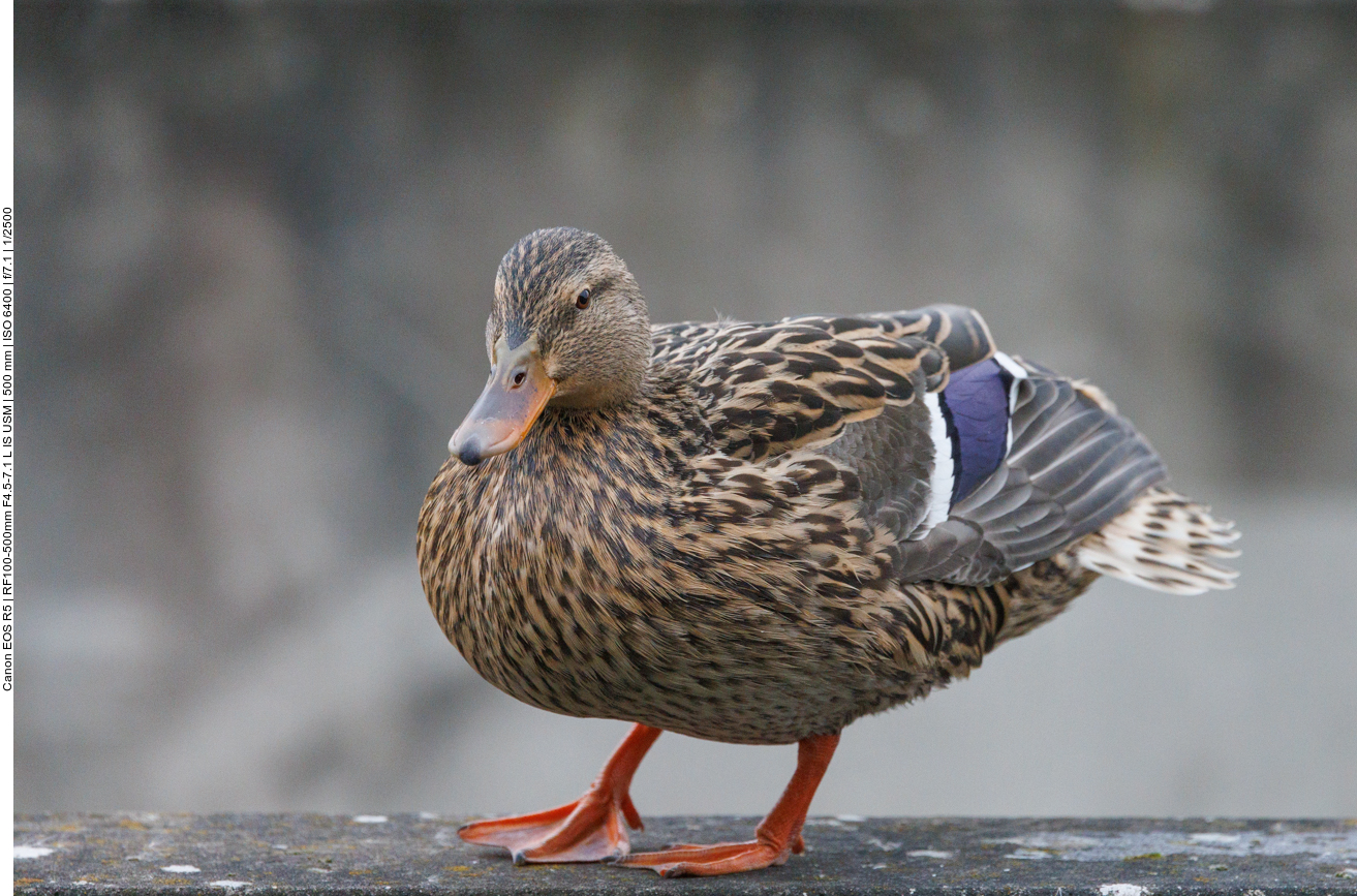 Stockente
