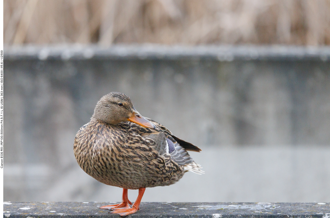 Stockente