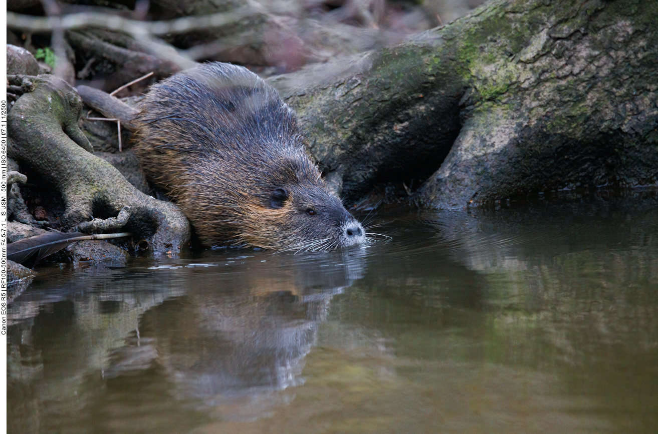 Nutria