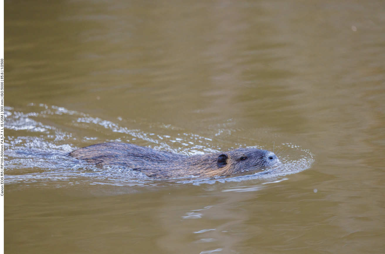 Nutria