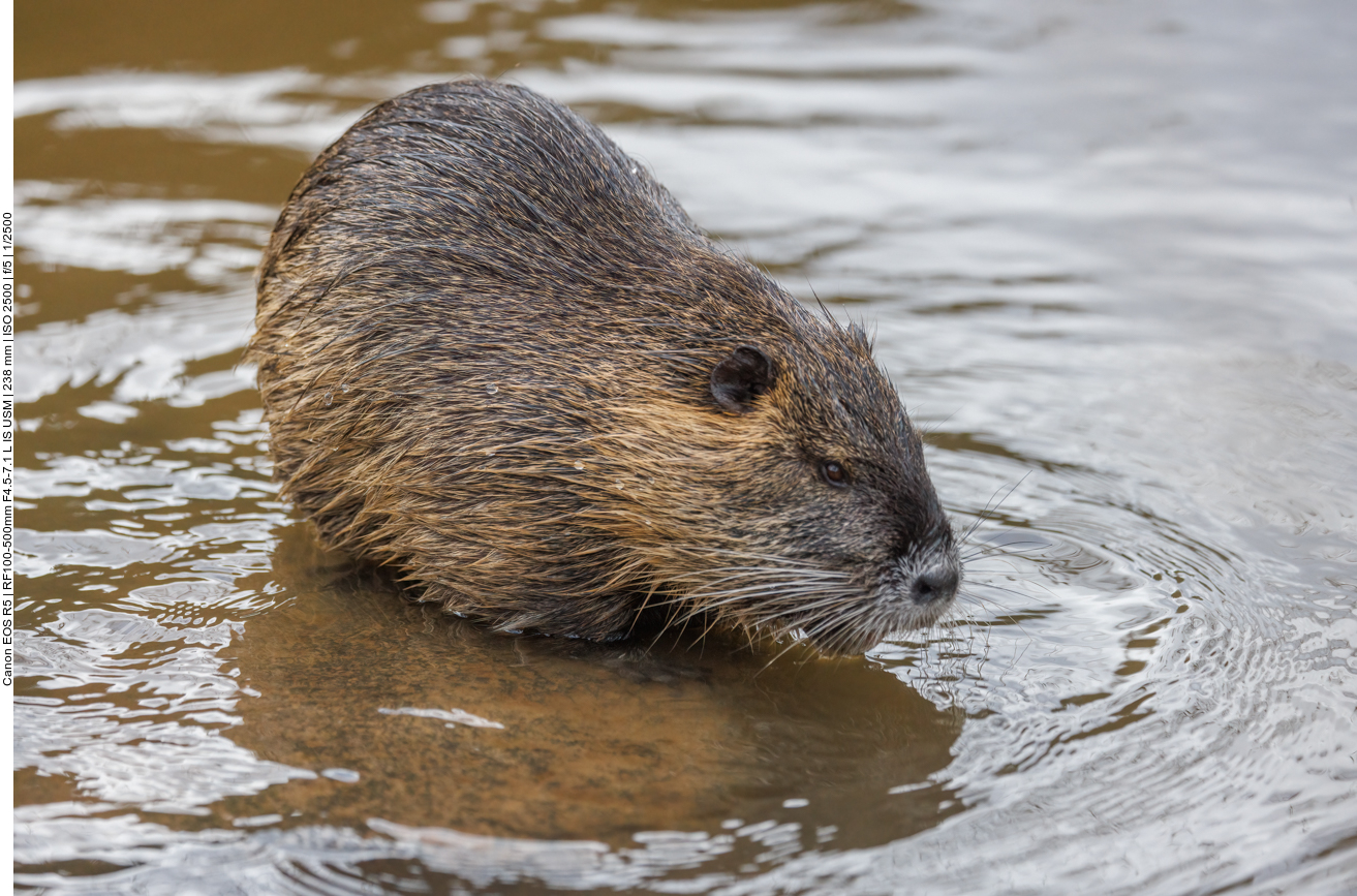 Nutria
