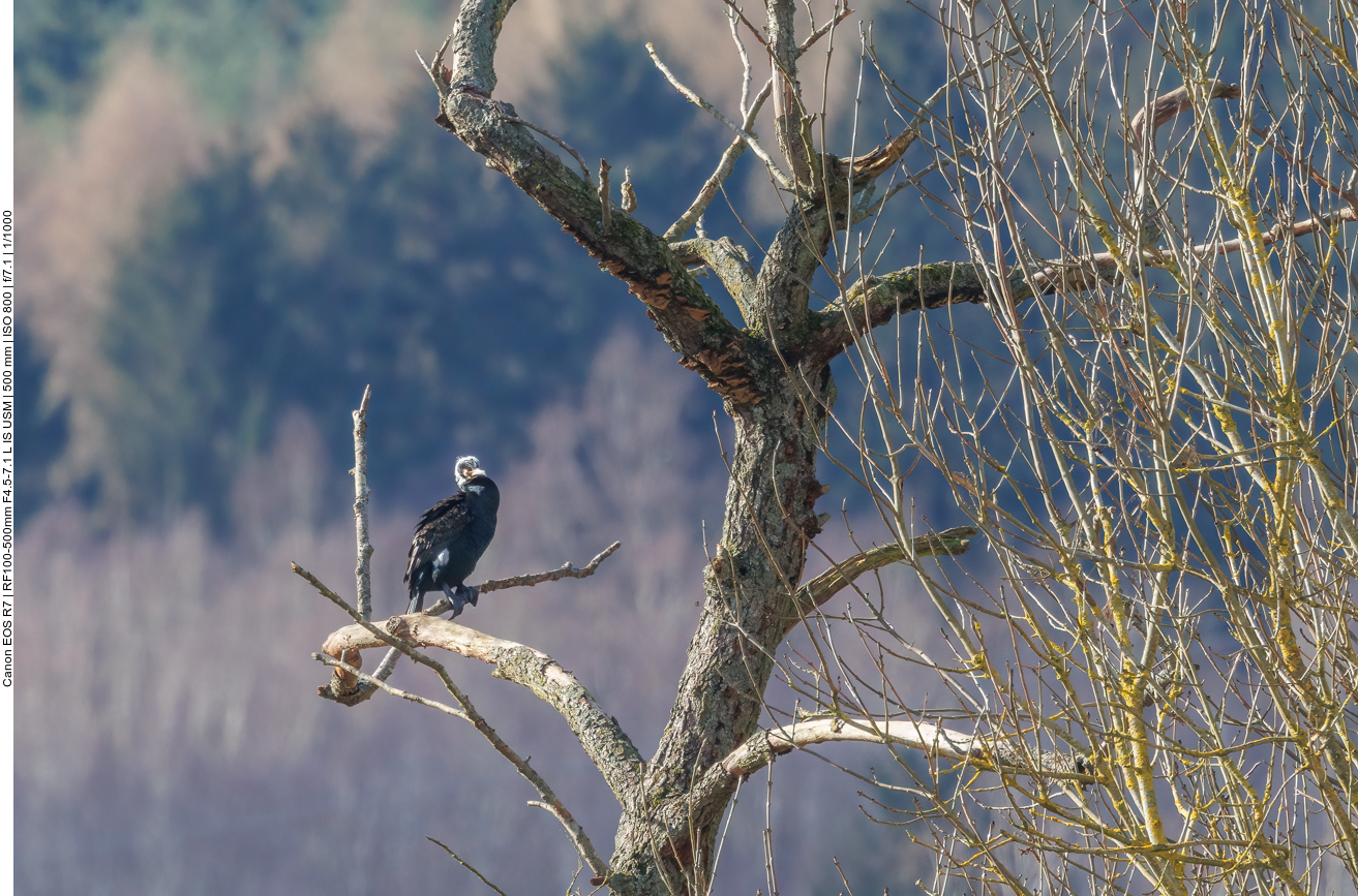 Kormoran