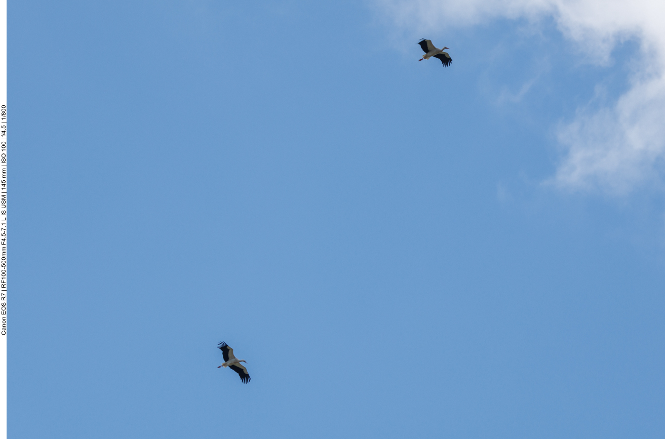 Fremde Störche überfliegen das Nest