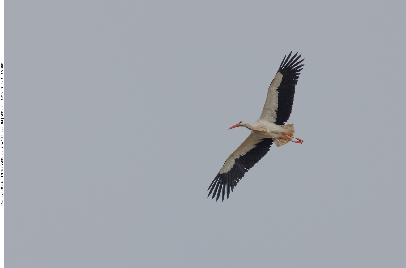 Überflieger