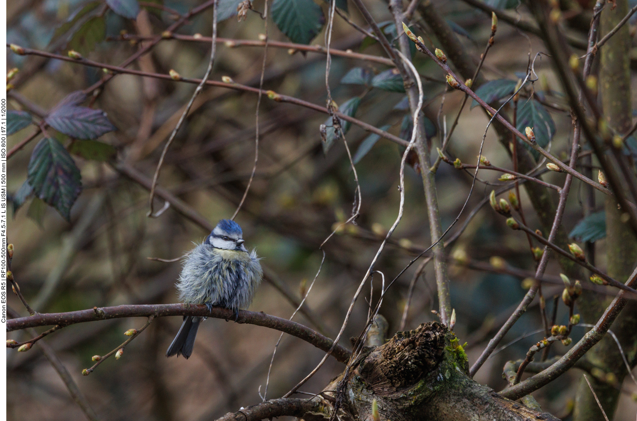 Blaumeise im Gebüsch