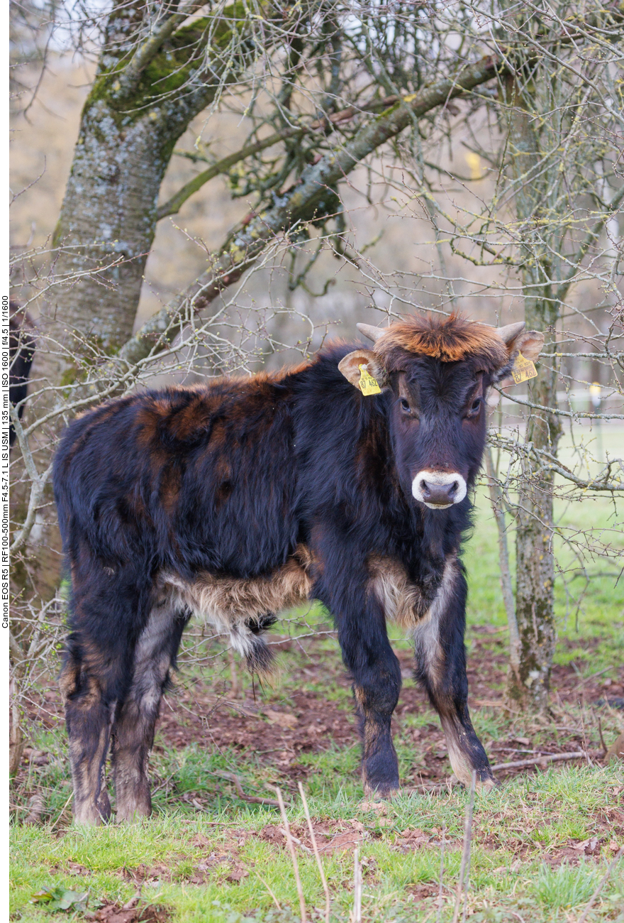 Junges Taurus-Rind