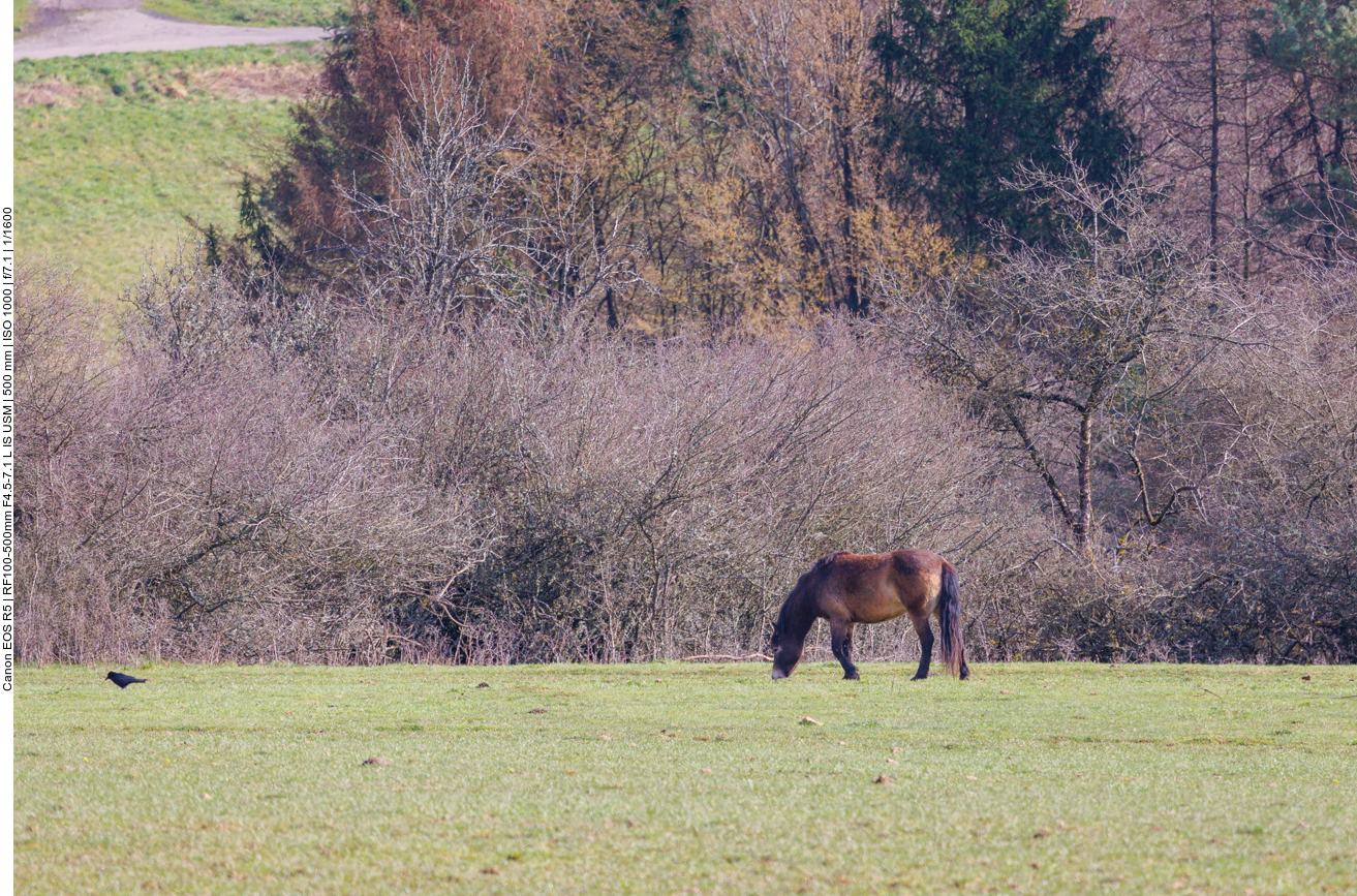 Exmoor-Pony