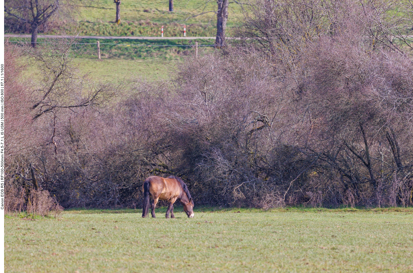 Exmoor-Pony