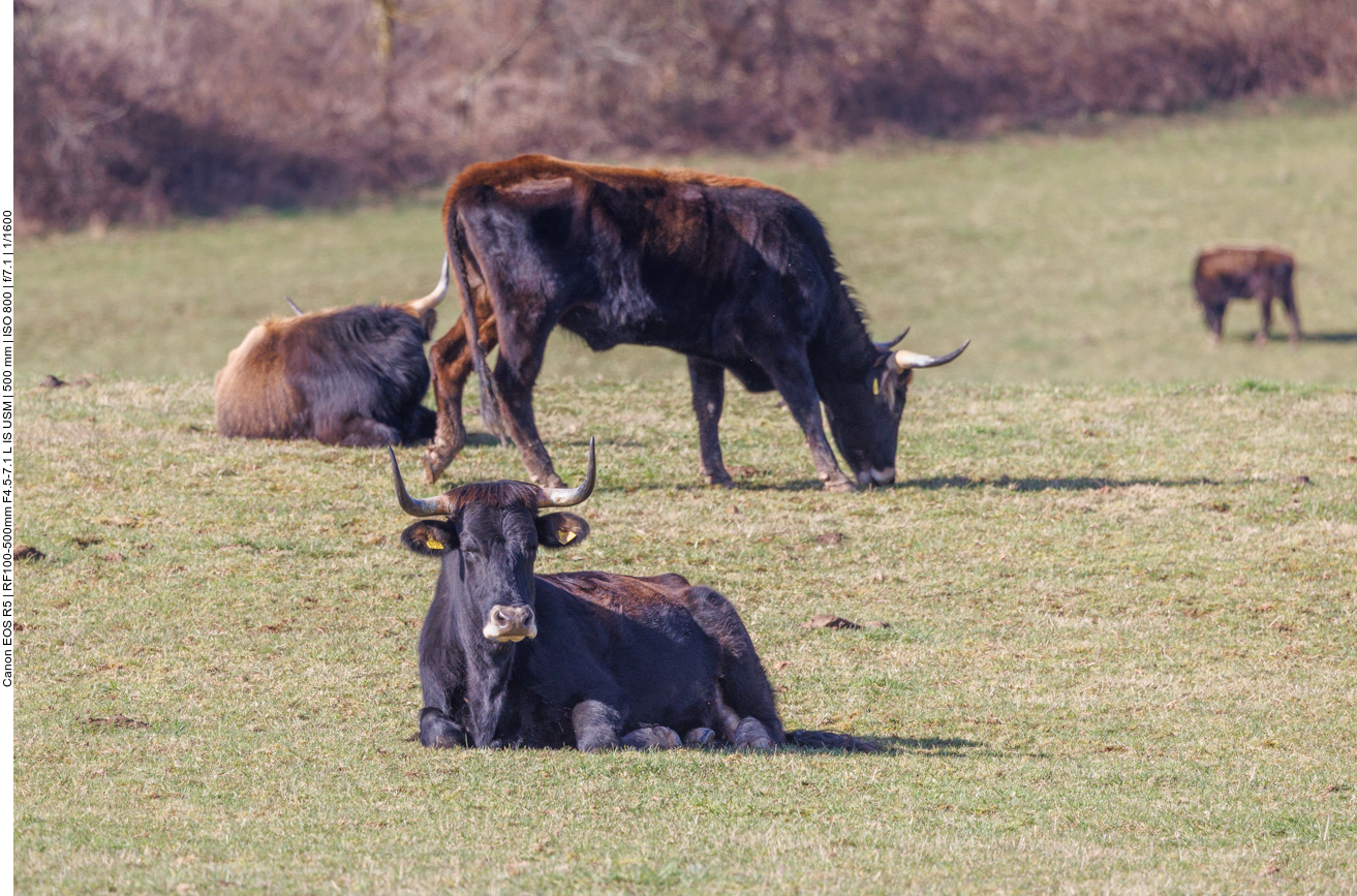 Taurus-Rinder