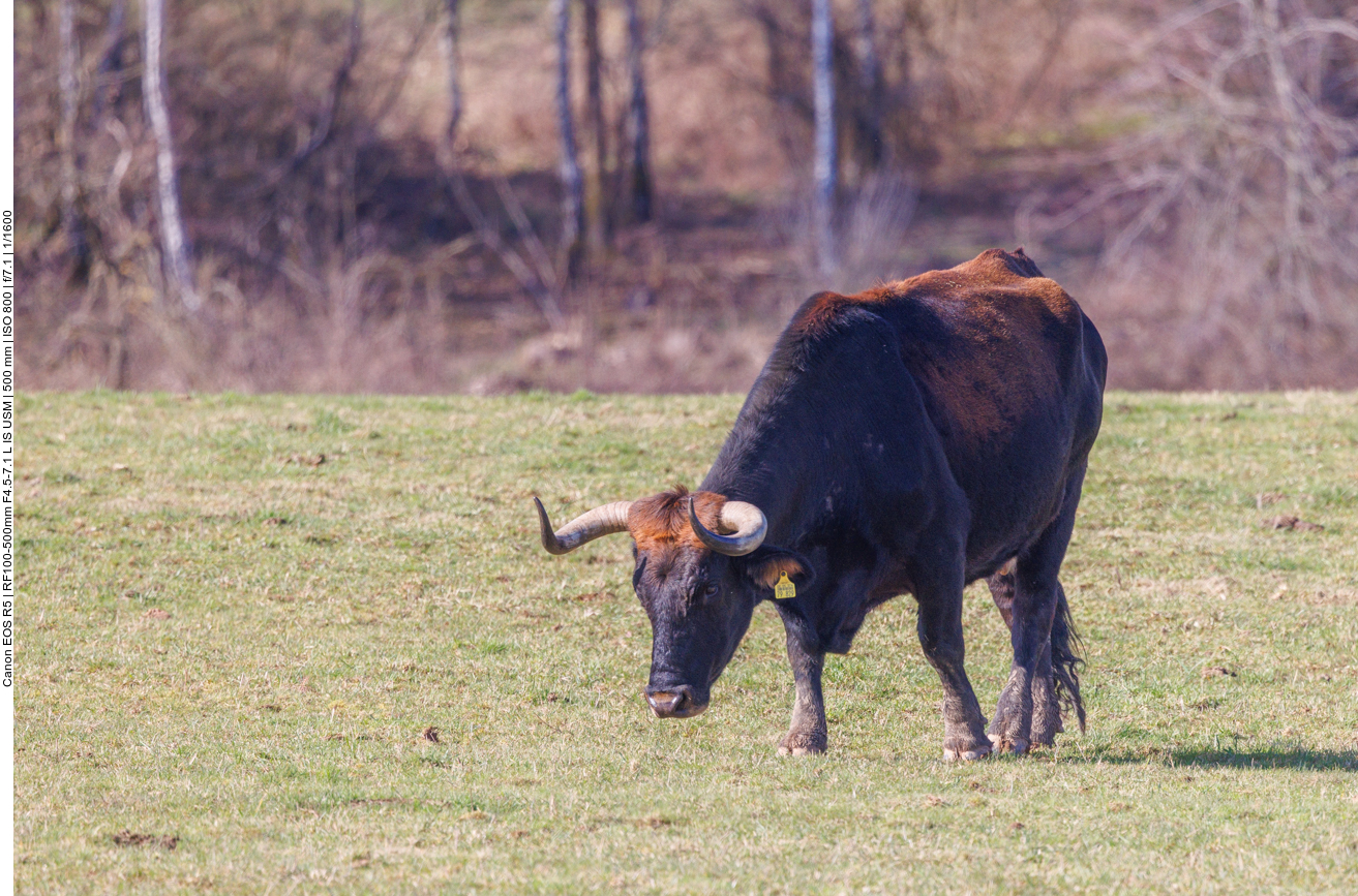 Taurus-Rind