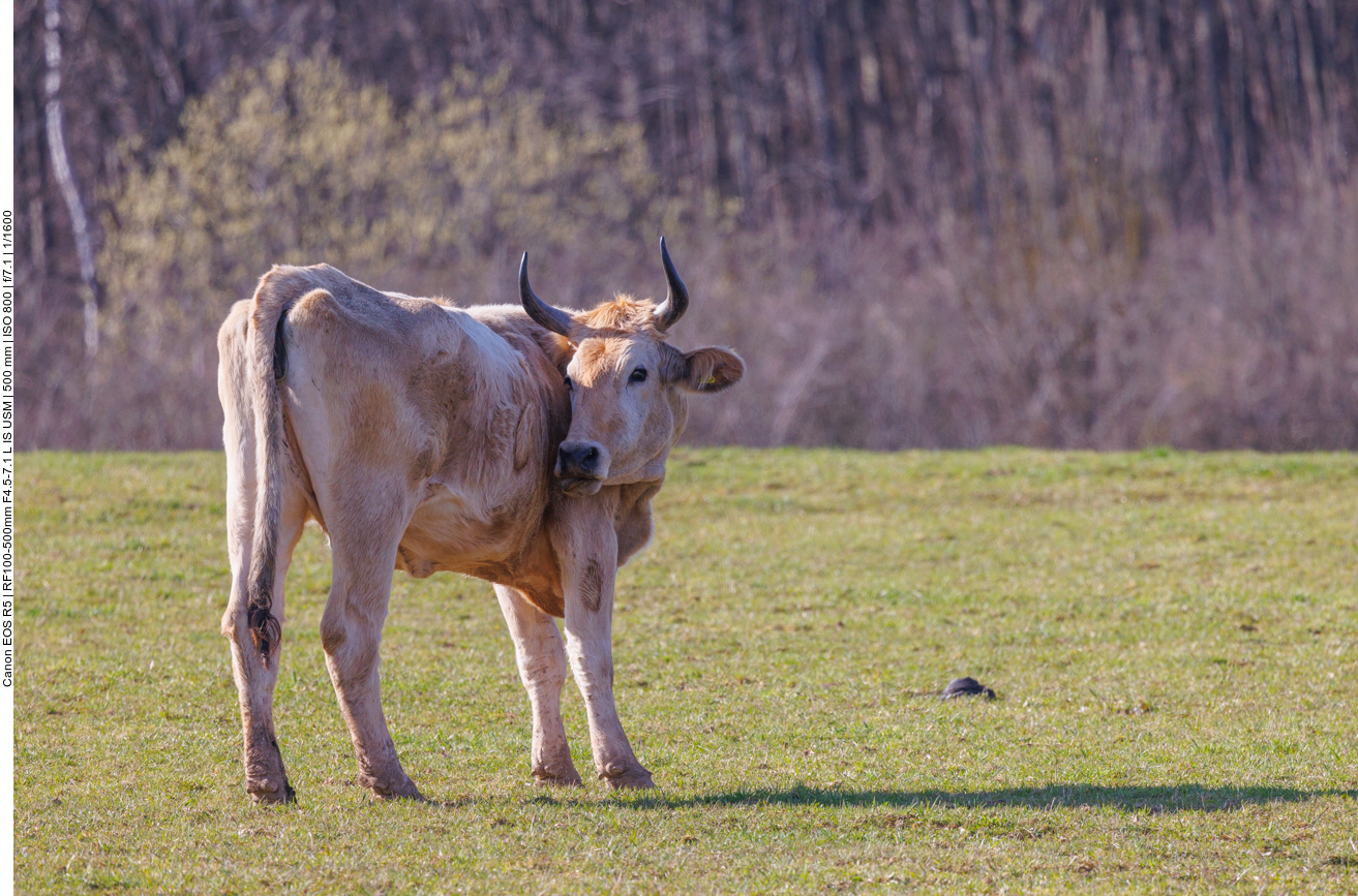 Taurus-Rind
