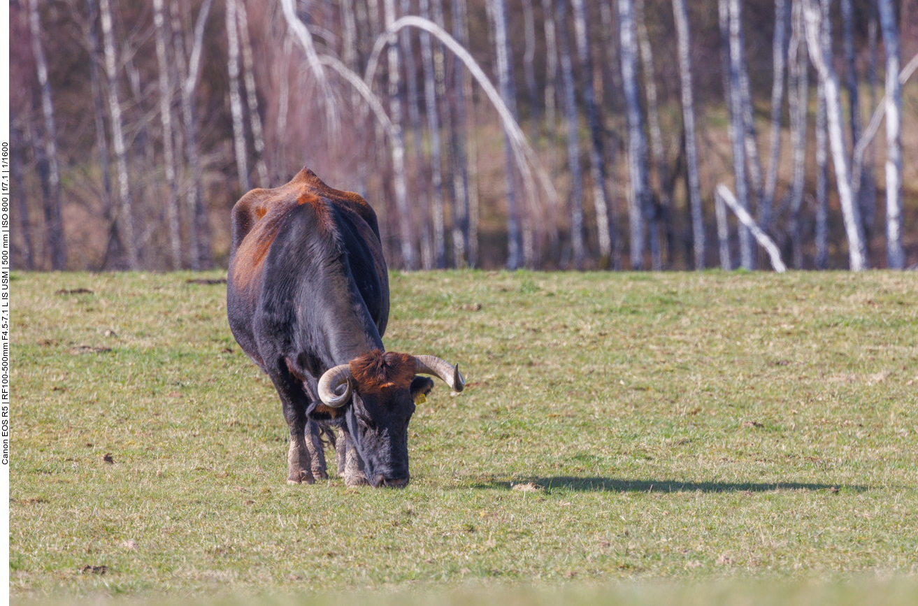 Taurus-Rind