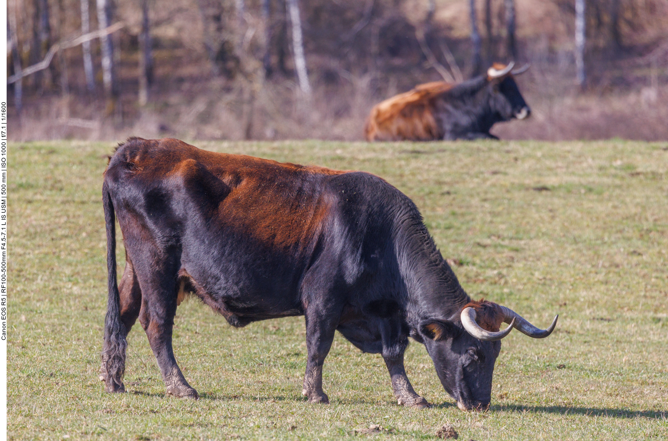 Taurus-Rinder