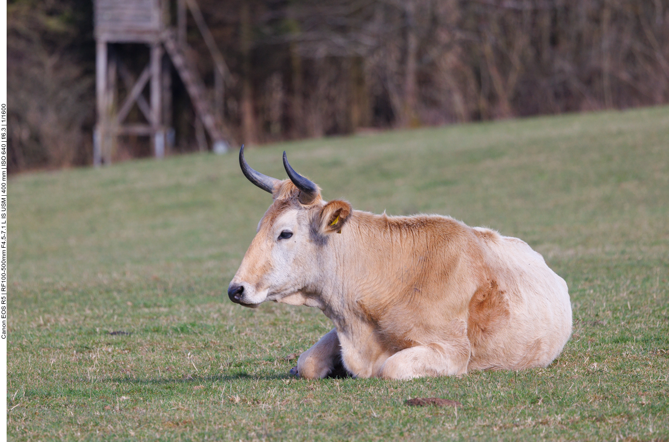 Taurus-Rind