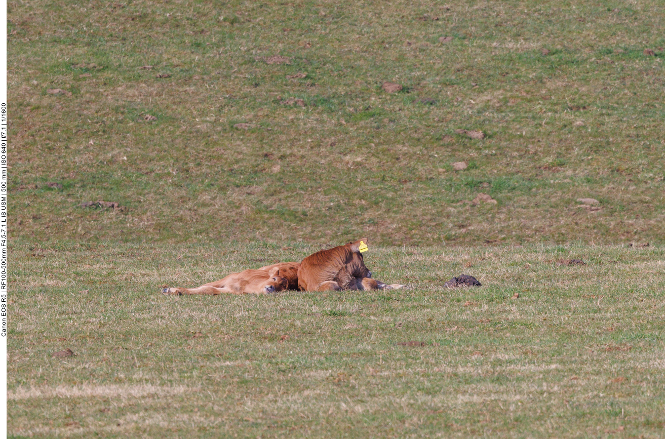 Mutterkuh und Kalb sonnen sich 