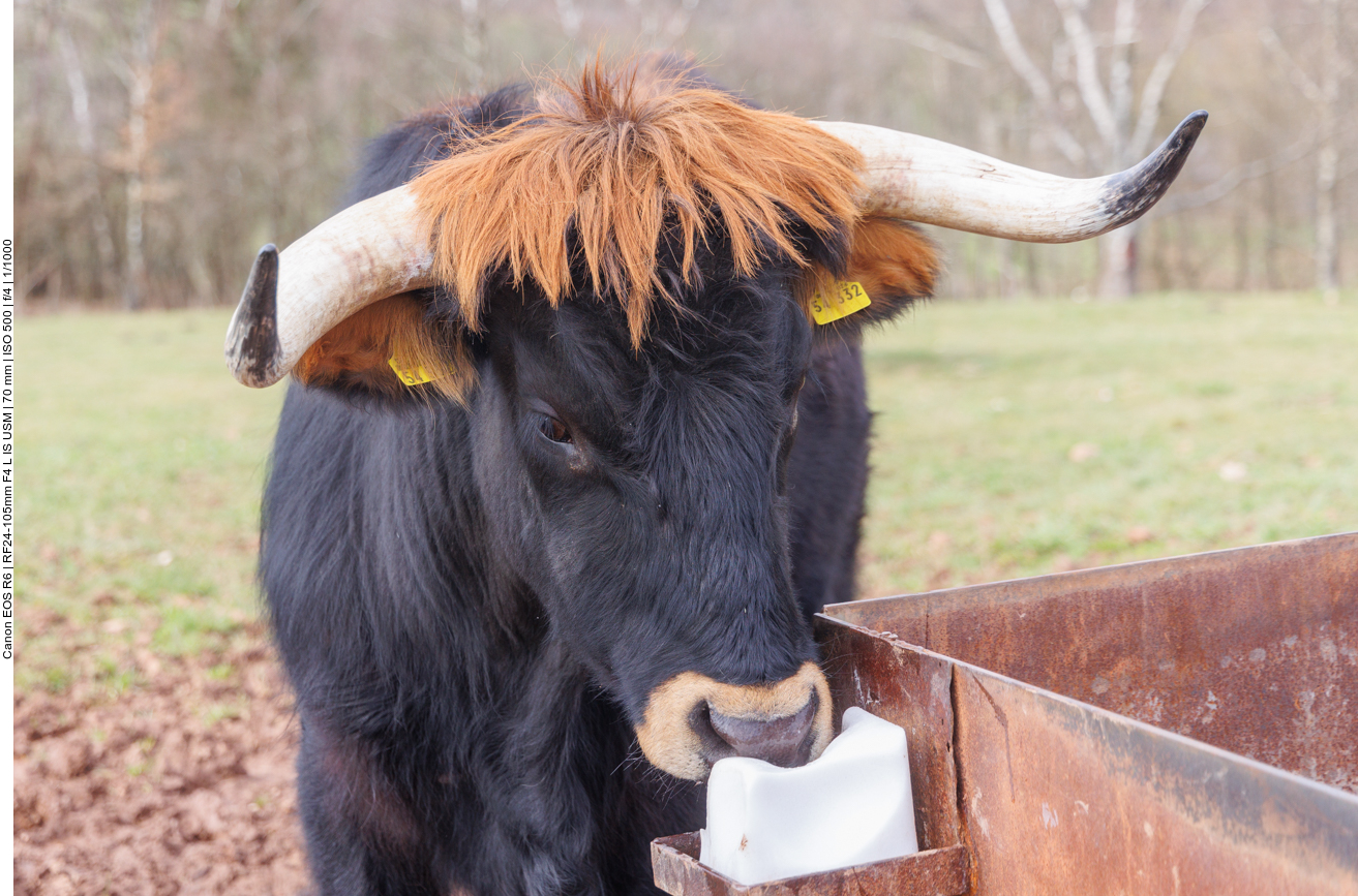 Taurus-Rind am Salzlecken 