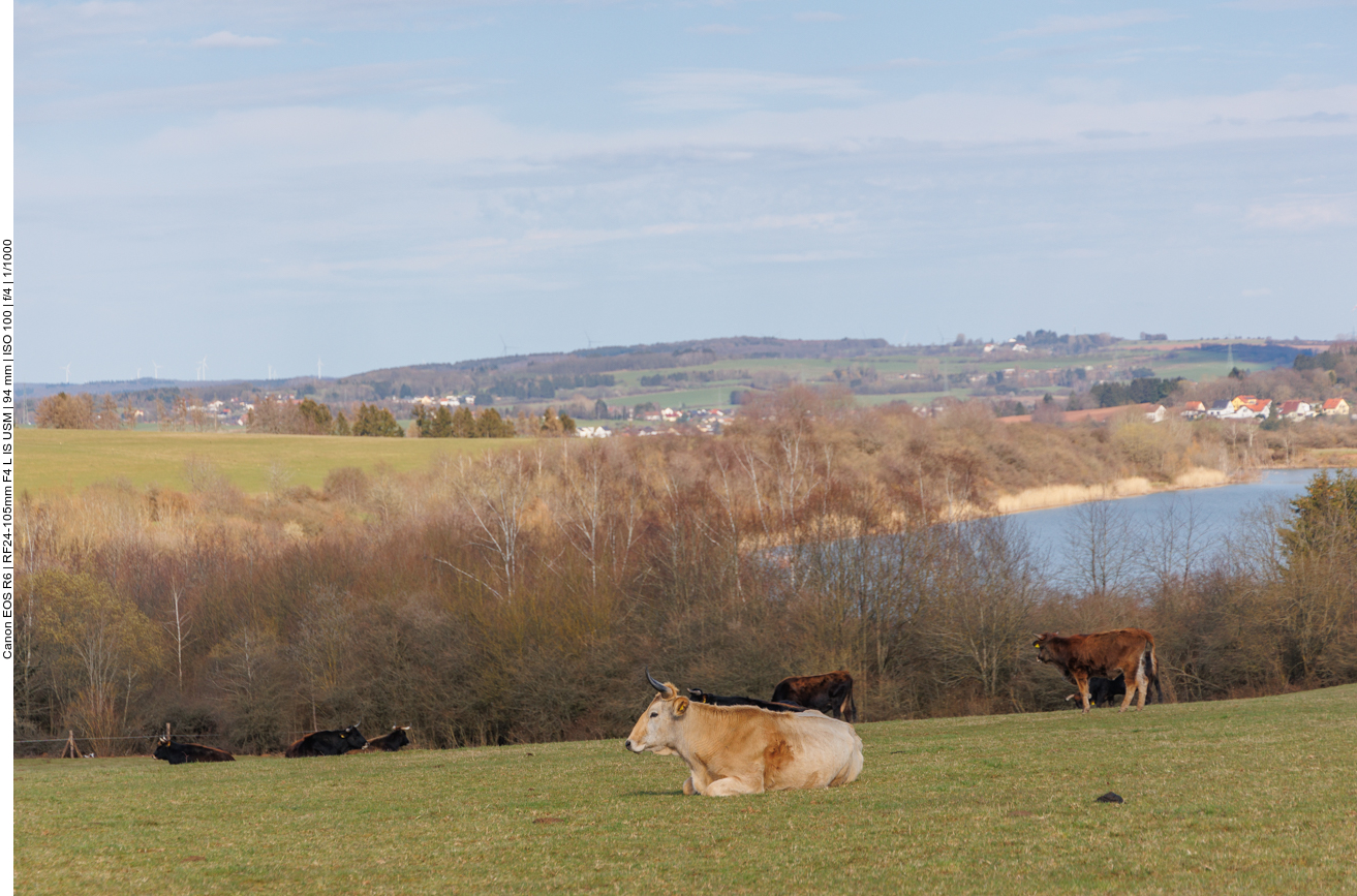 Taurus-Rinder über dem Absinkweiher