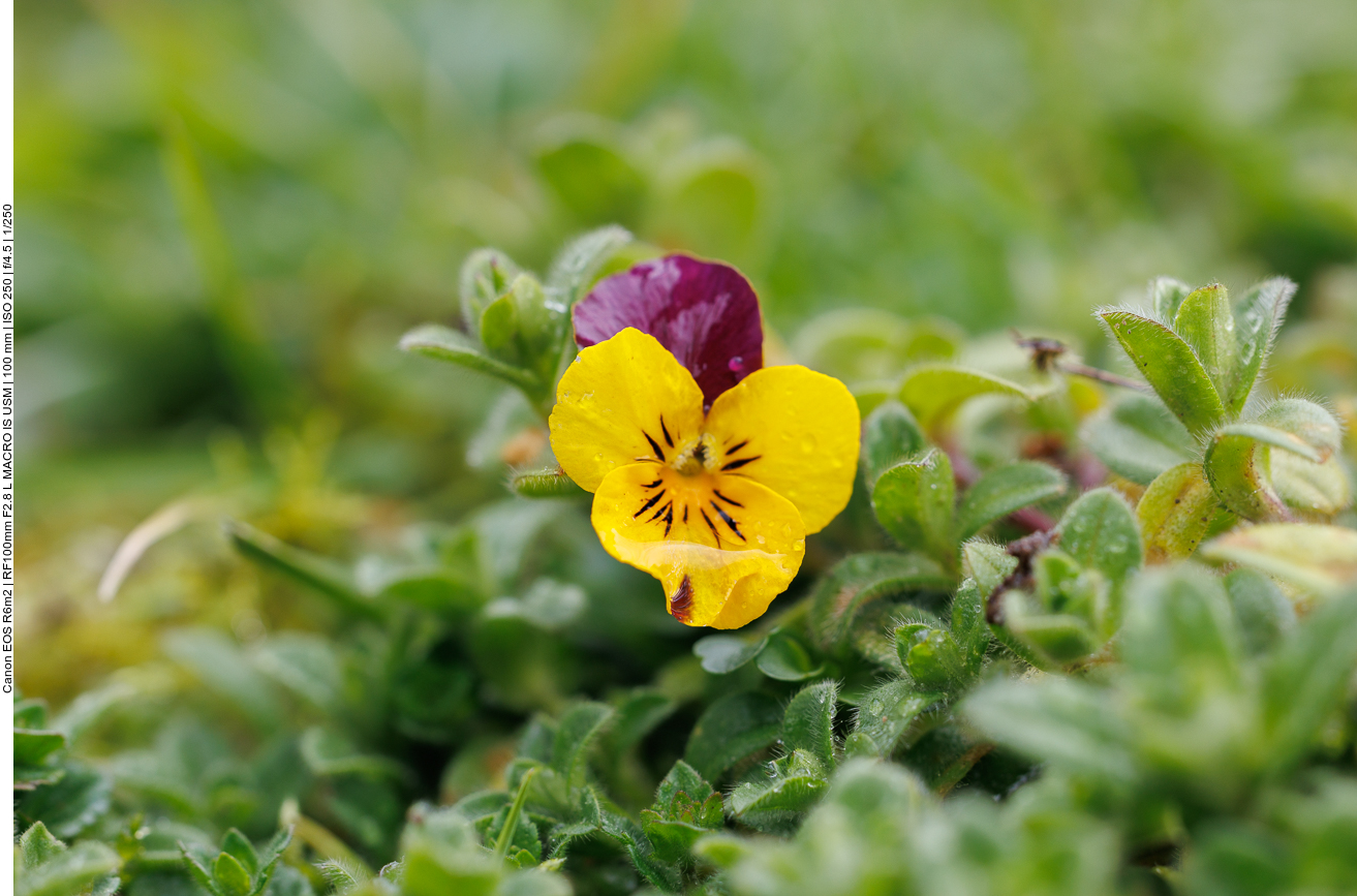 Garten-Stiefmütterchen [Violaceae] 