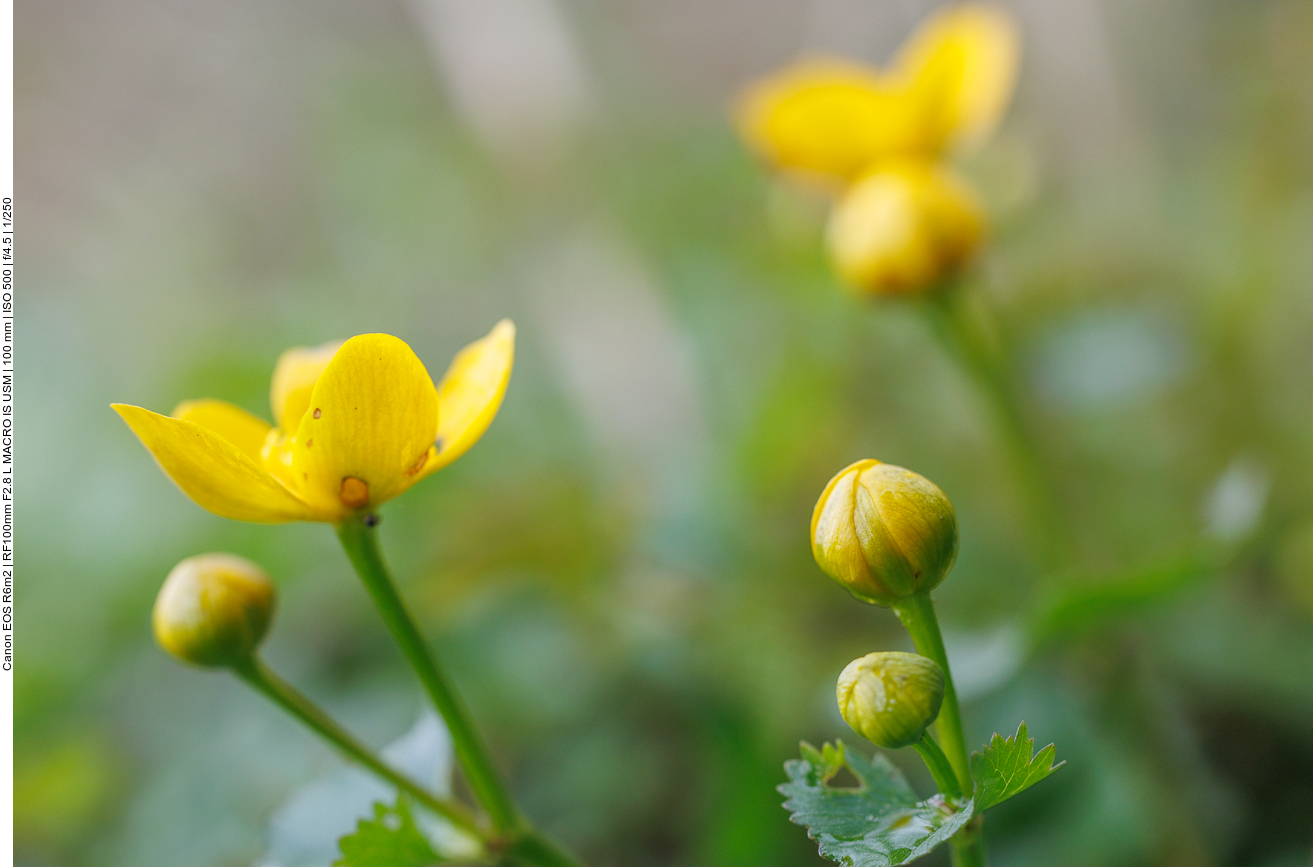 Schildblättriger Hahnenfuß (Ranunculus thora)