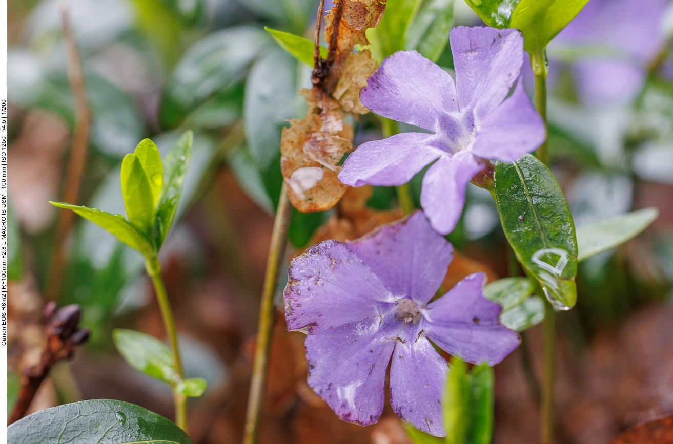 Kleines Immergrün [Vinca minor]
