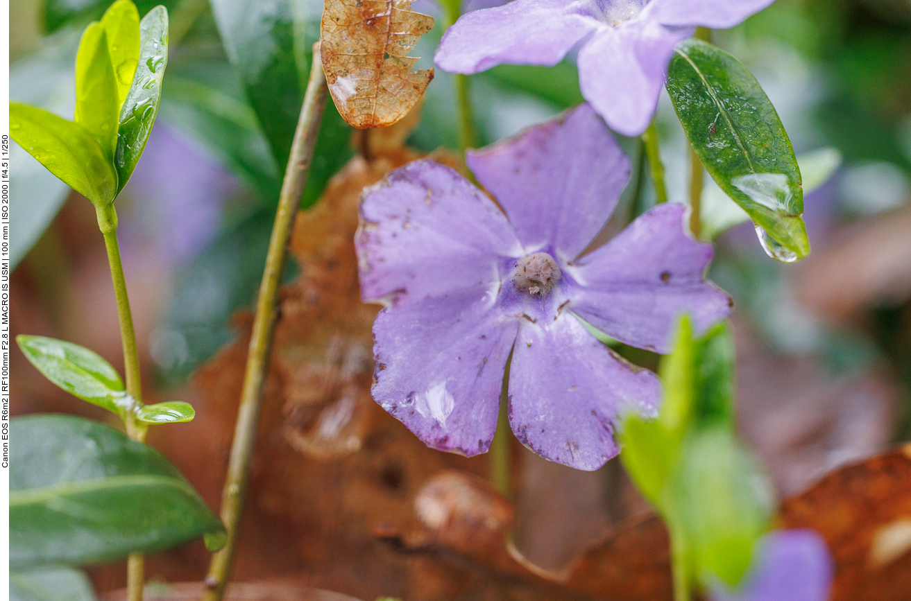 Kleines Immergrün [Vinca minor]