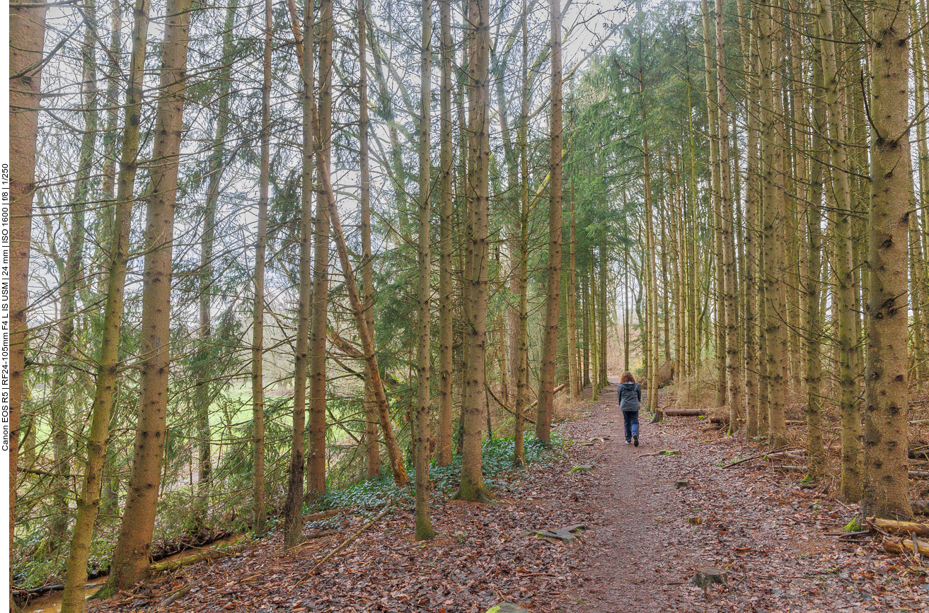 Im Wald spürt man den Regen nicht so sehr 