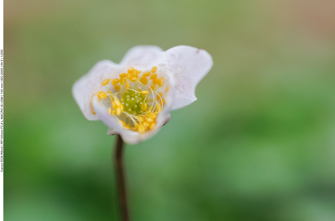 Buschwindröschen [Anemonoides nemorosa]