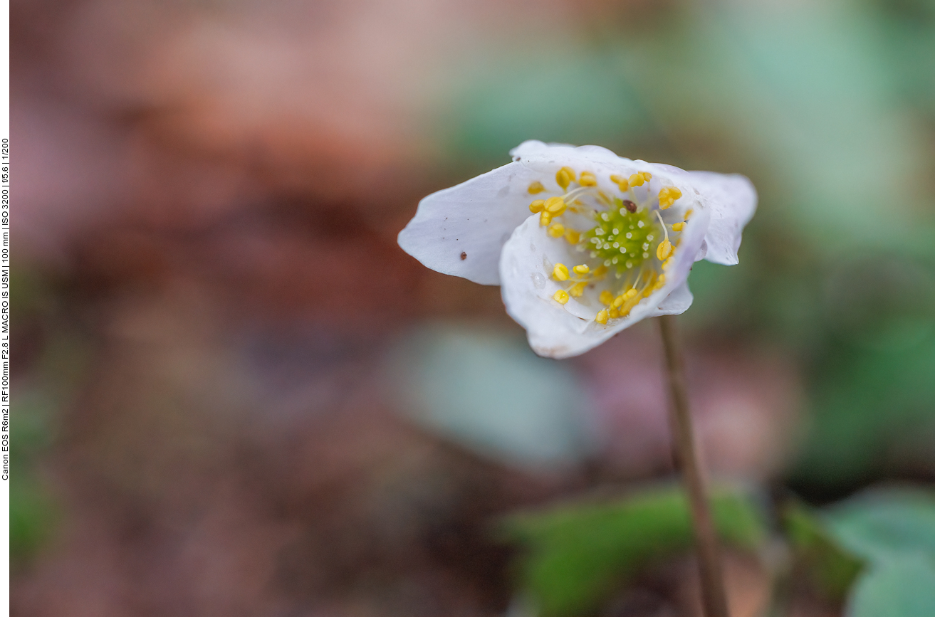 Buschwindröschen [Anemonoides nemorosa]