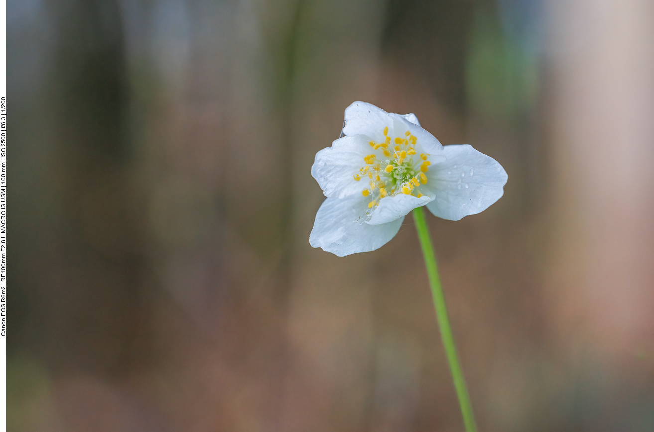 Buschwindröschen [Anemonoides nemorosa]