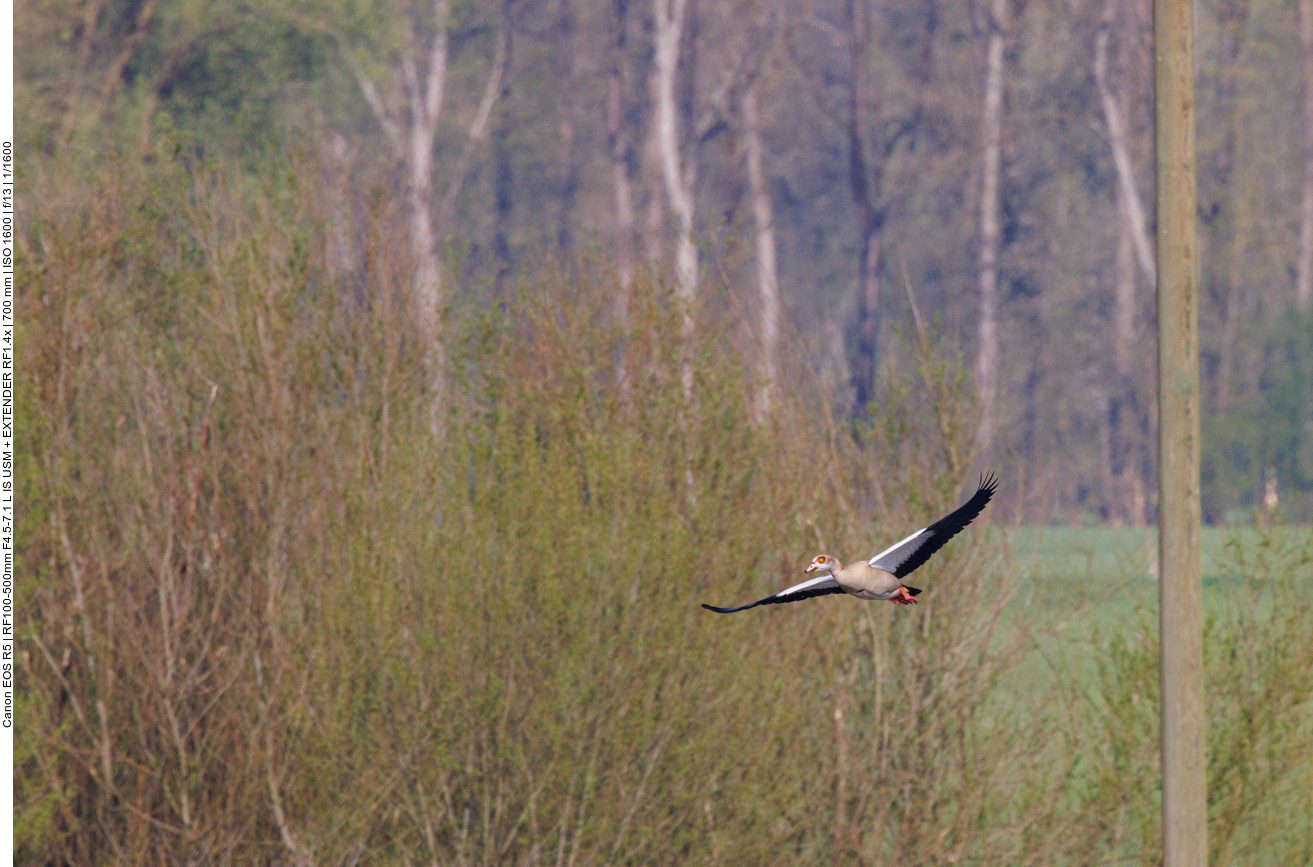 Nilgans im Flug 