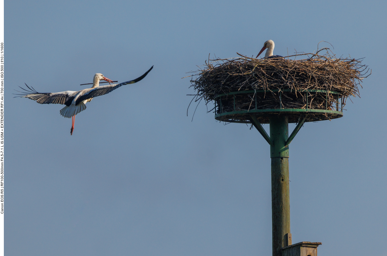... zum Nest hinauf 