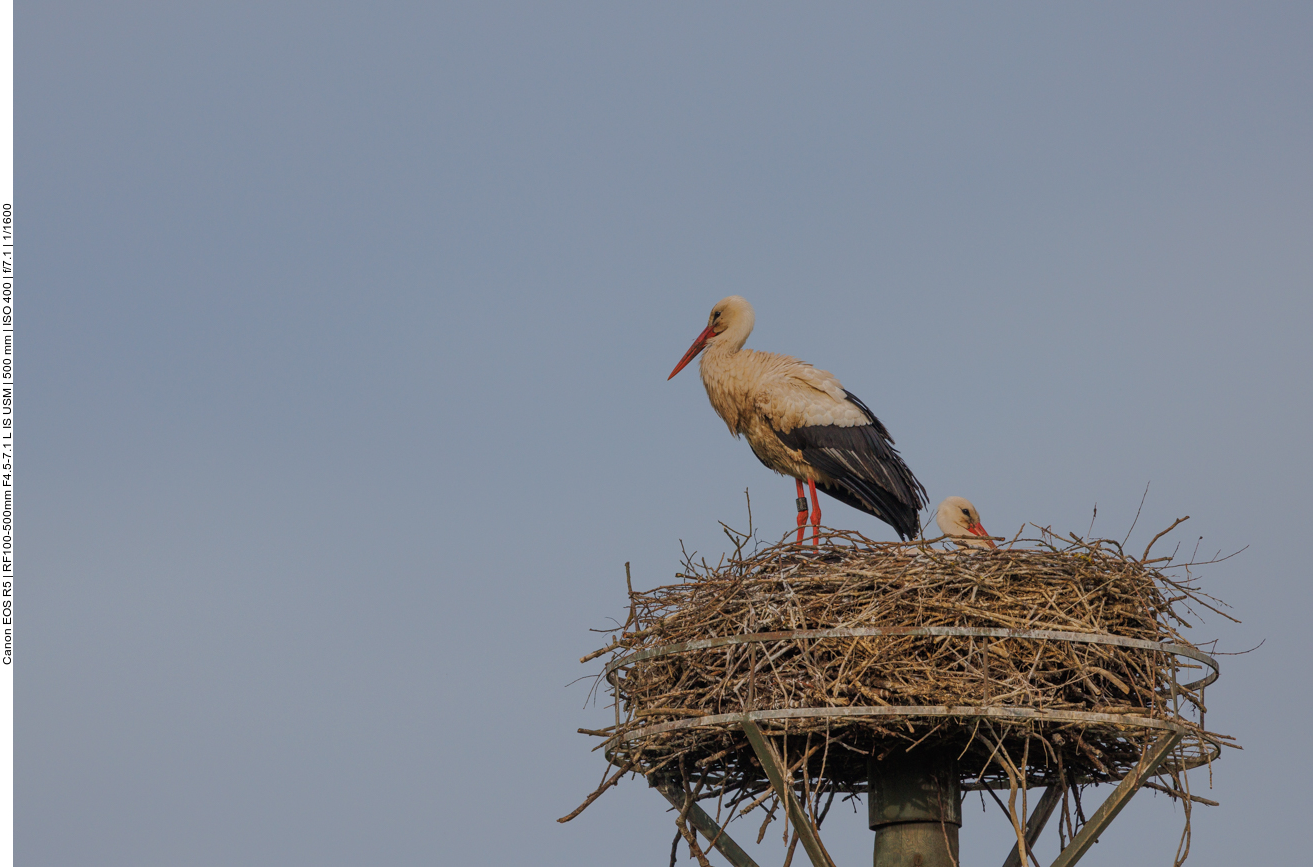 Addi im Nest #2 