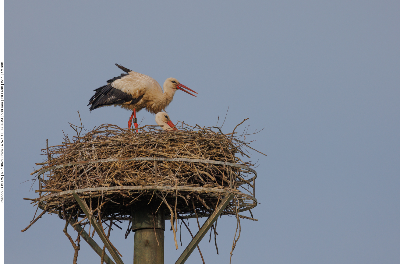 Er findet im Nest noch Essensreste uns lässt sie sich schmecken 