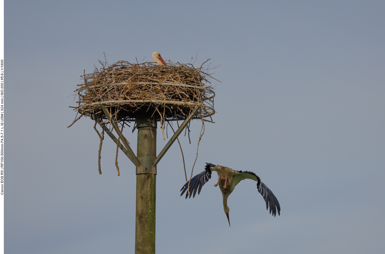 Im Sturzflug geht es aus dem Nest ... 
