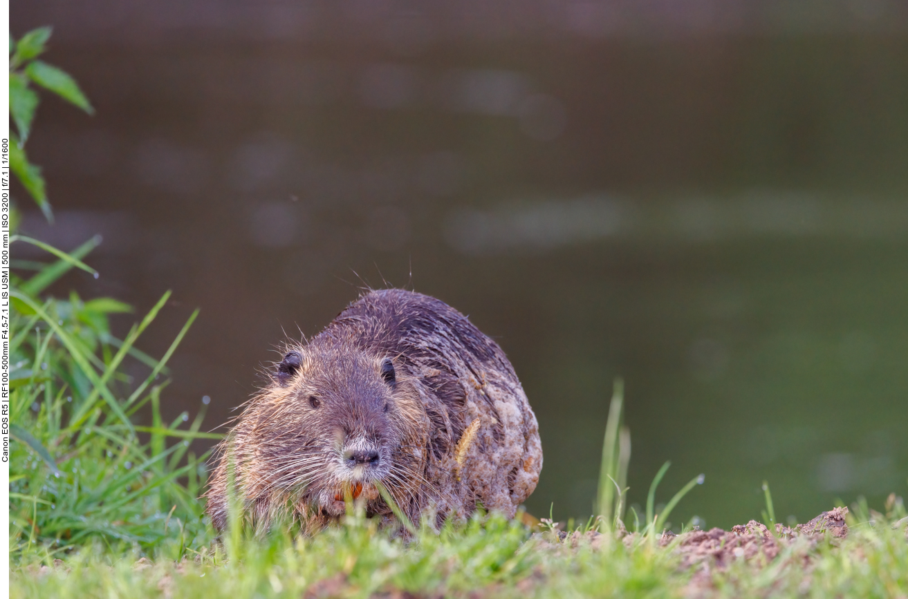Ein Nutria schaut gleichmütig herüber ... 