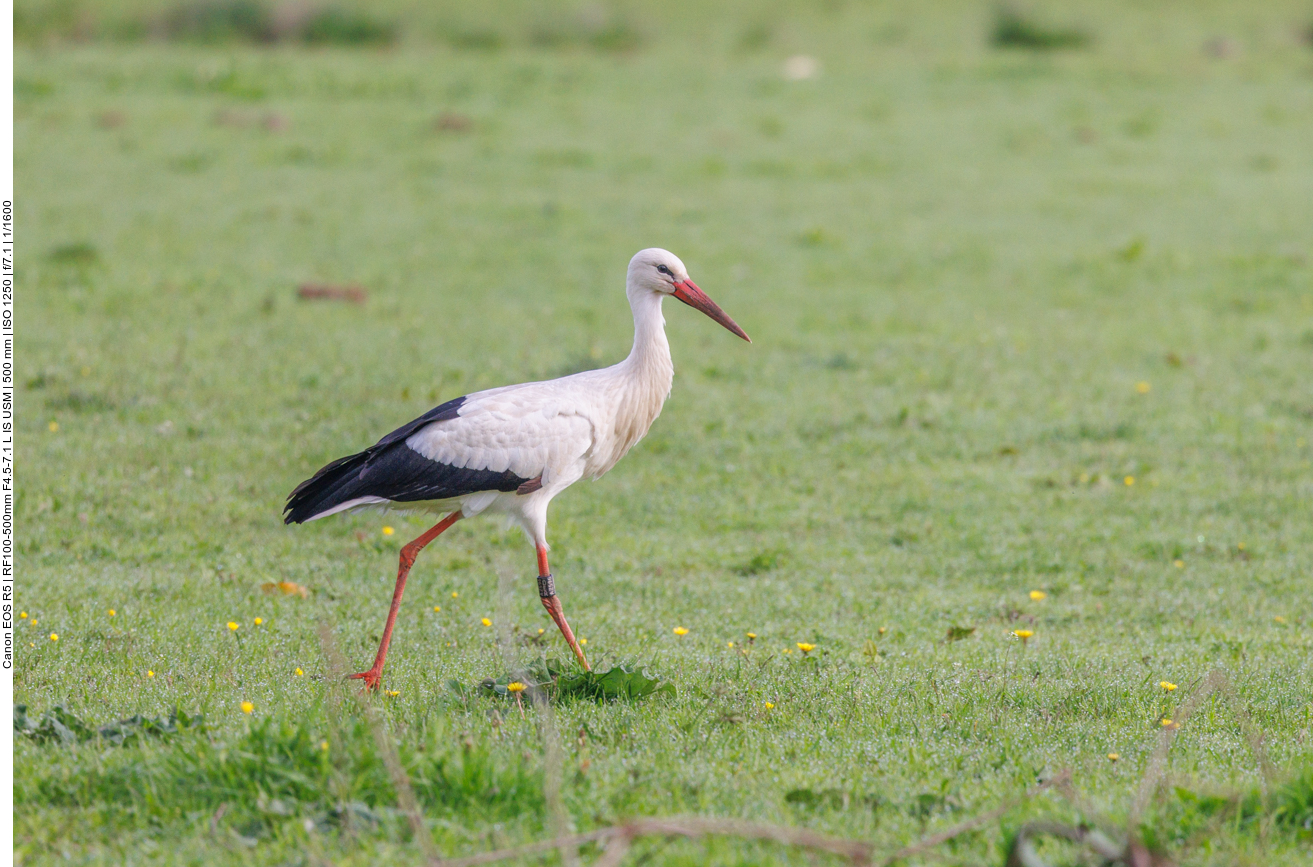 Nachdem ausgiebig über die Wiese stolziert wurde ... 