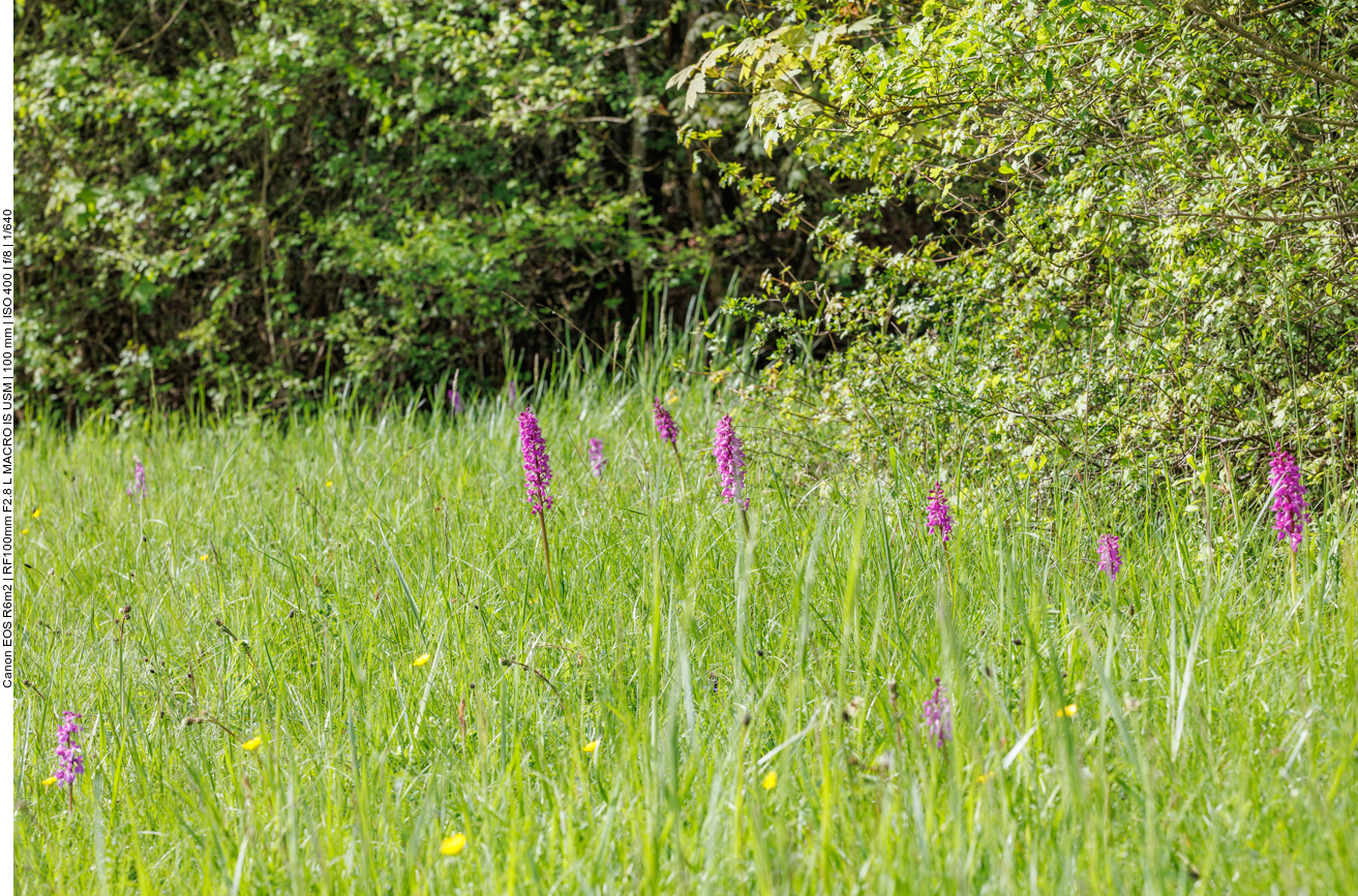 Orchideenwiese