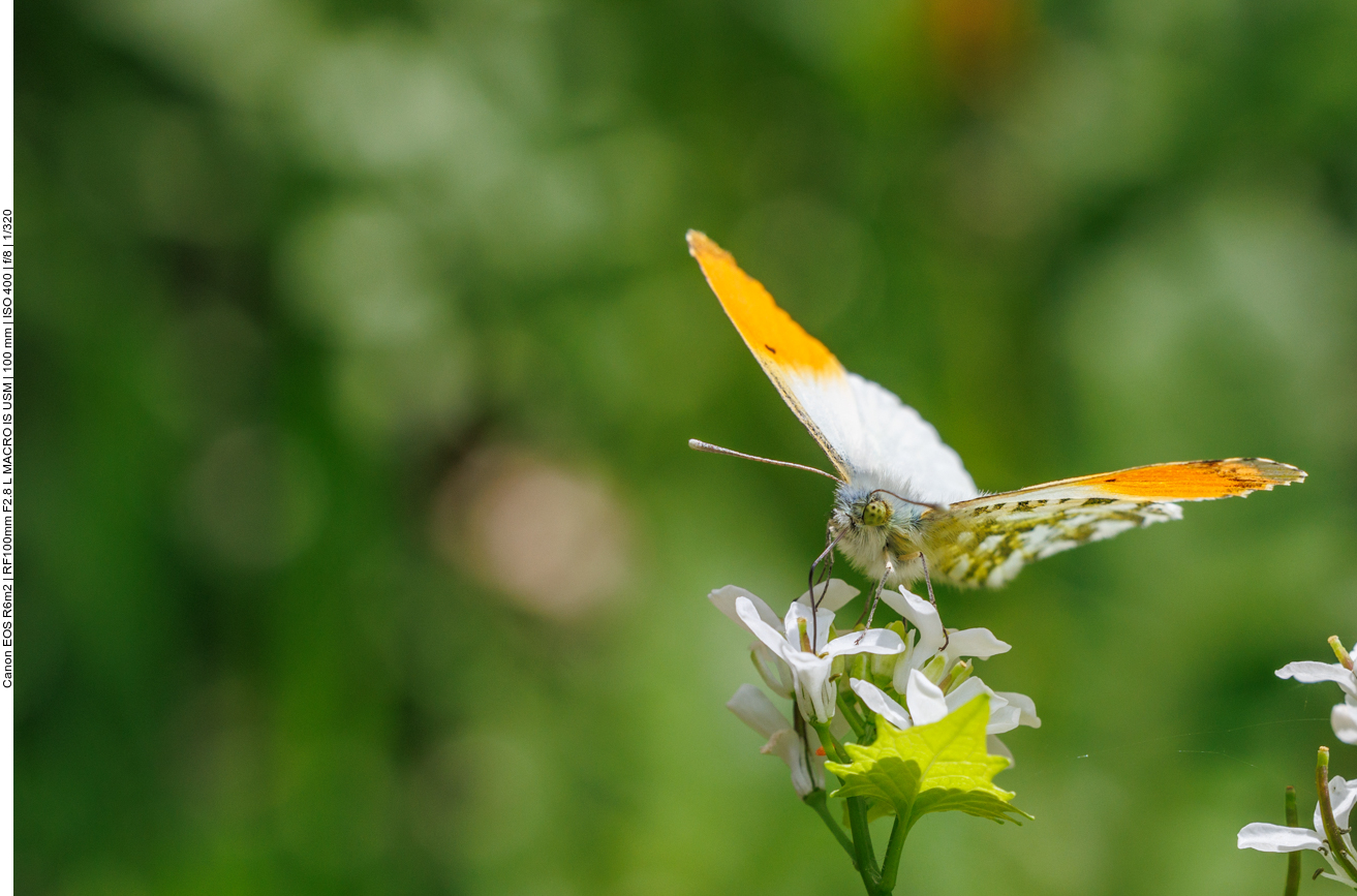 Aurorafalter [Anthocharis cardamines]