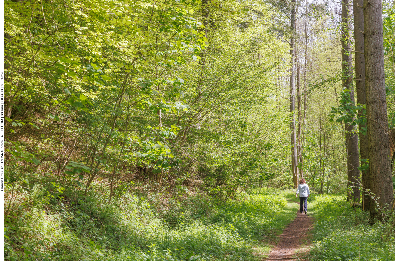 Schöner Waldweg 
