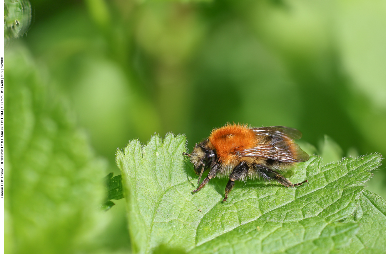 Ackerhummel