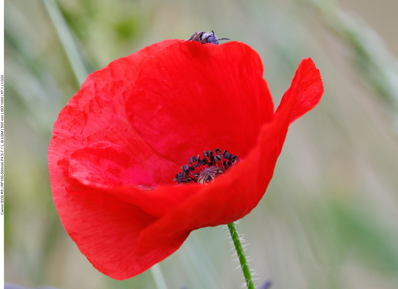 Die Mohnblüten locken viele Insekten an 