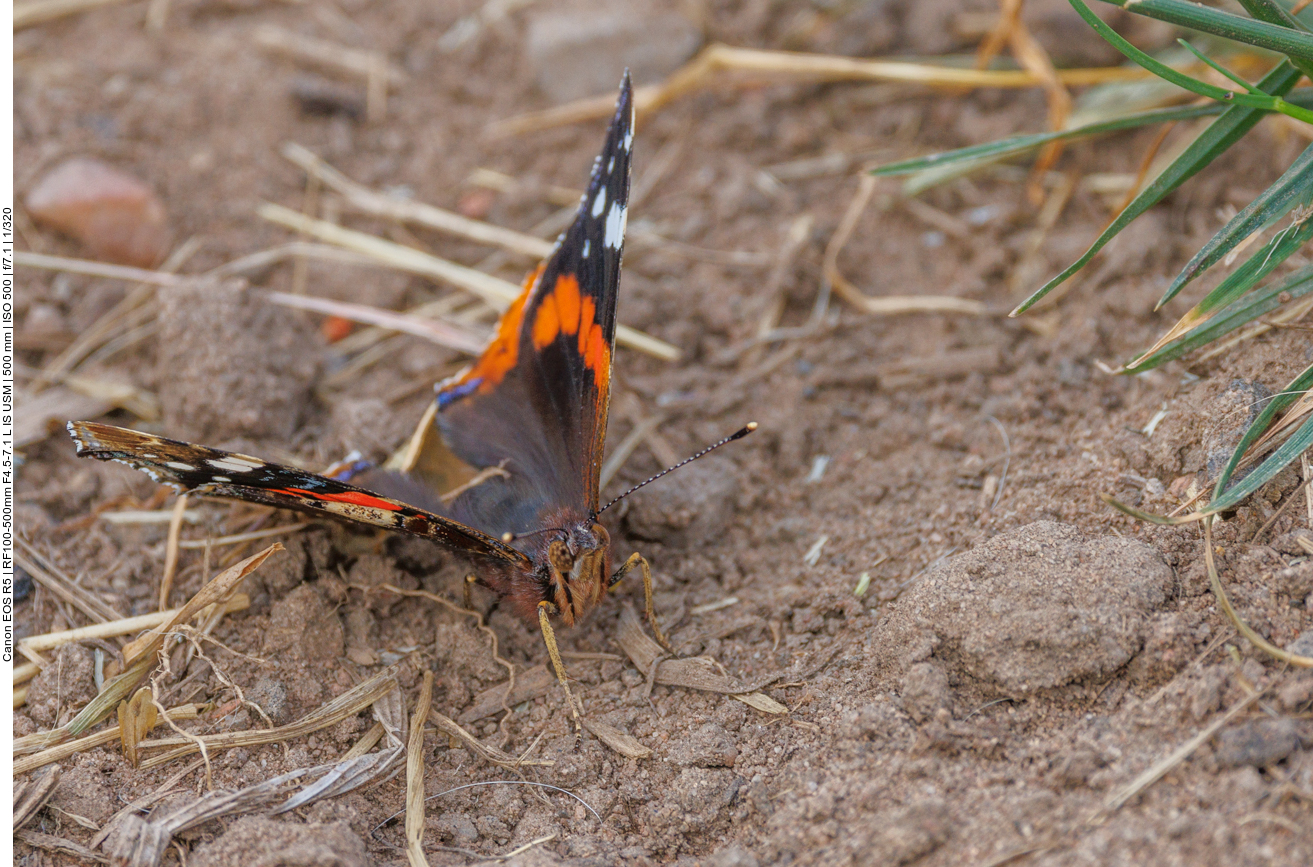Ein Schmetterling sammelt Mineralien auf dem Boden 