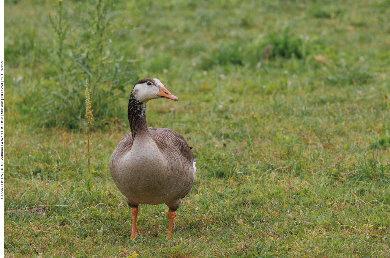 Die Gänse sind wachsam ... 