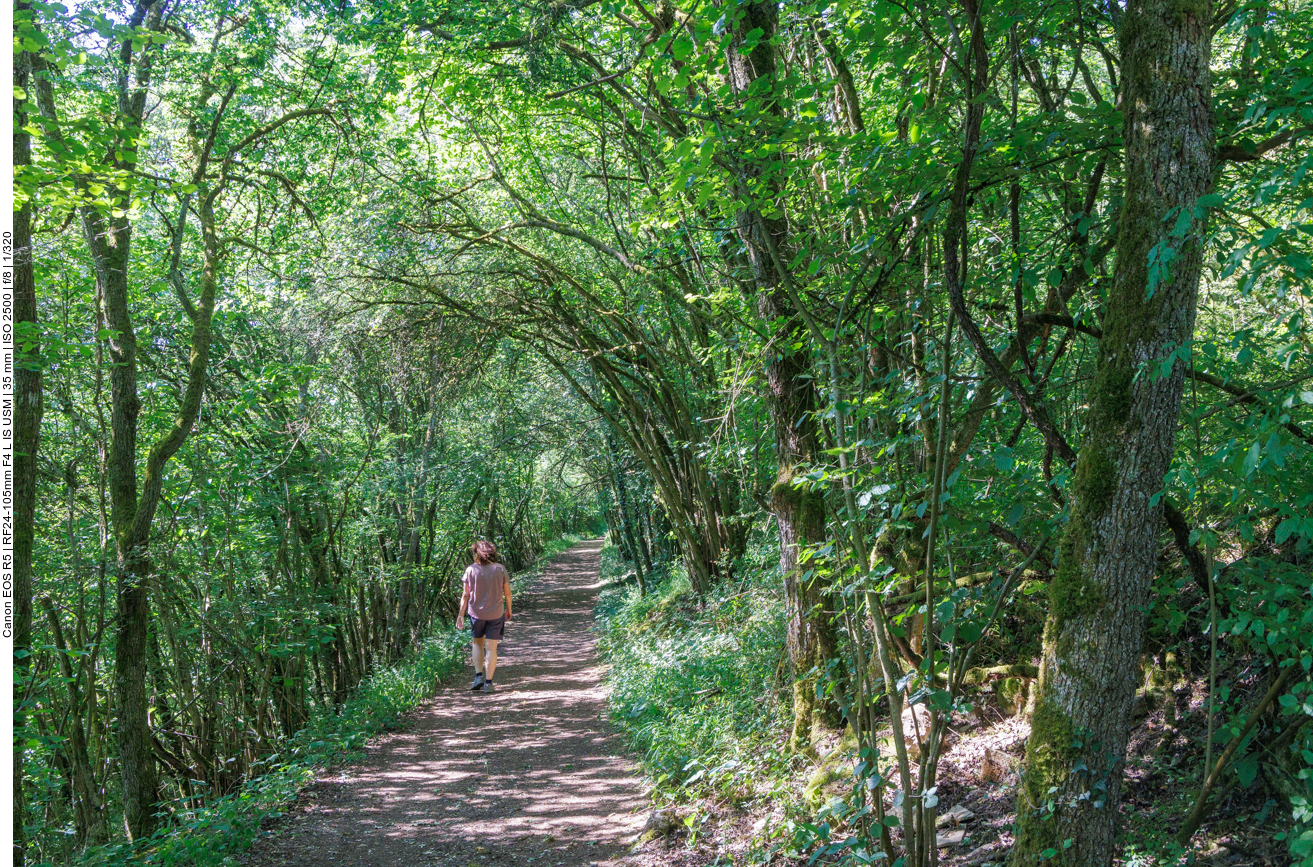 Schattiger Waldweg 