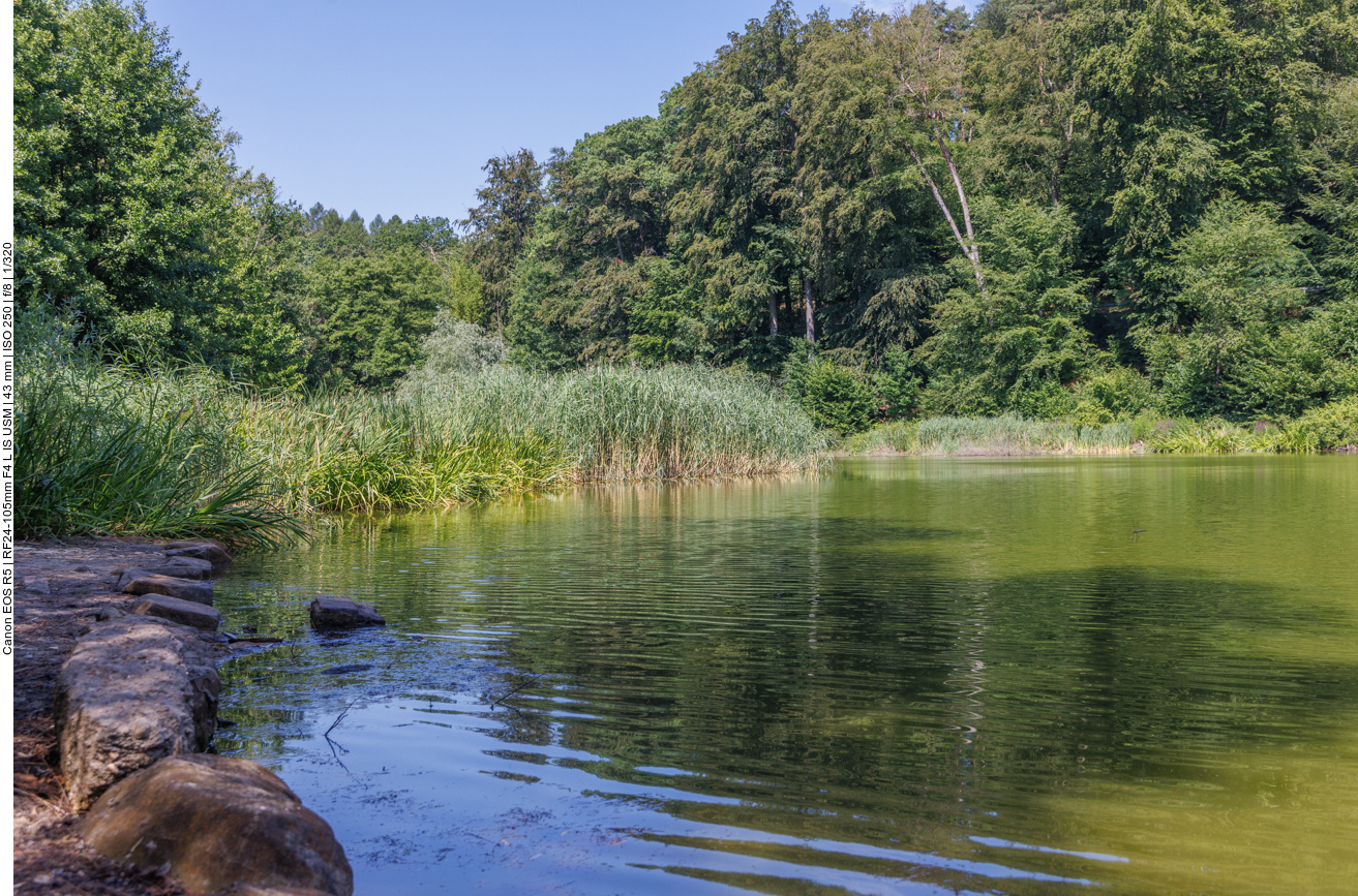 Schattiger Waldweg 