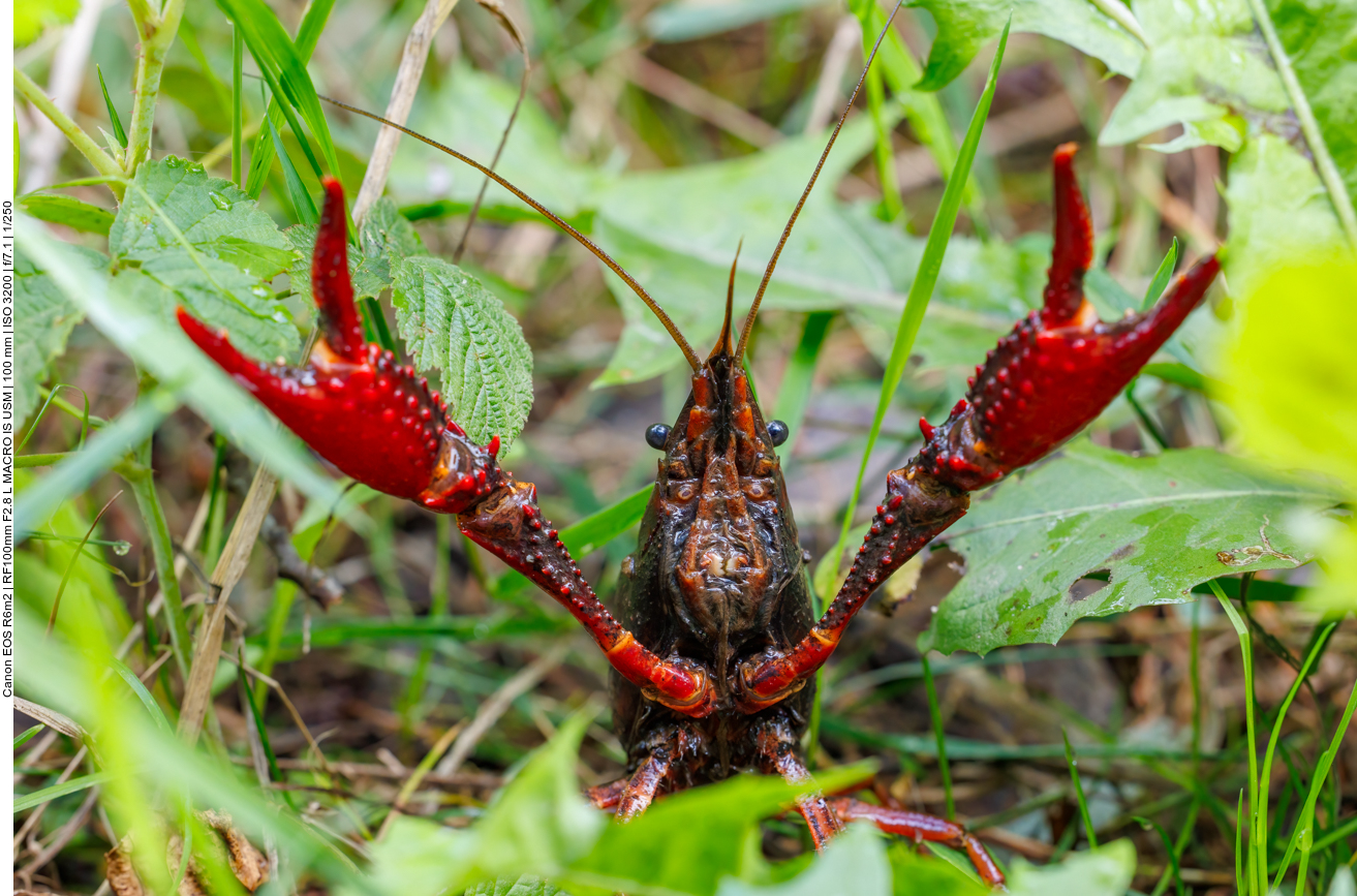 Louisianakrebs