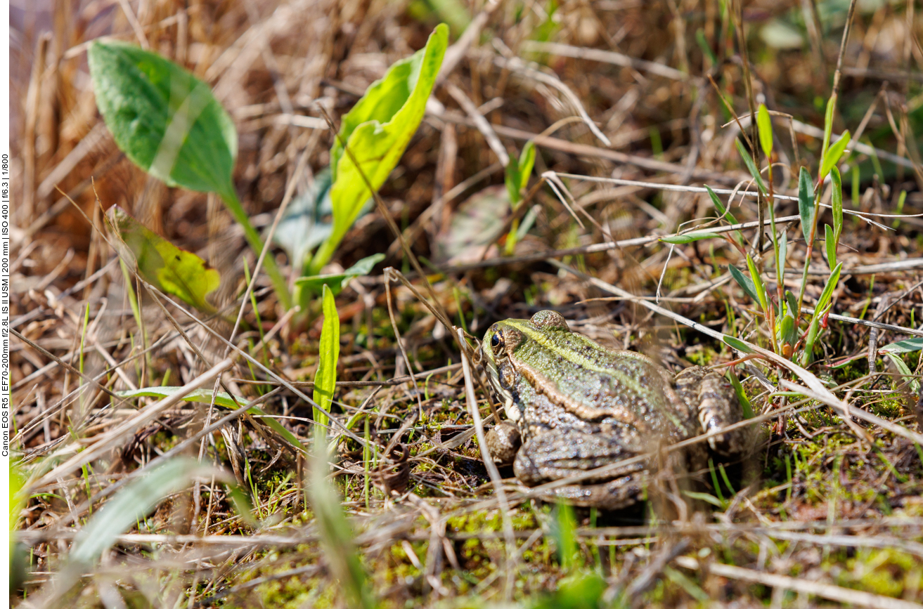 Seefrosch