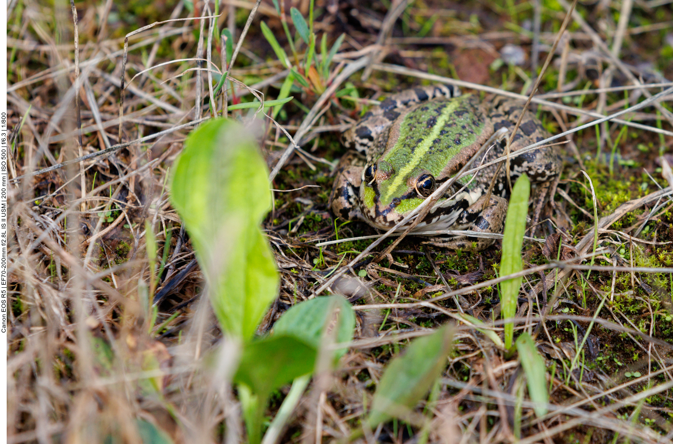Seefrosch